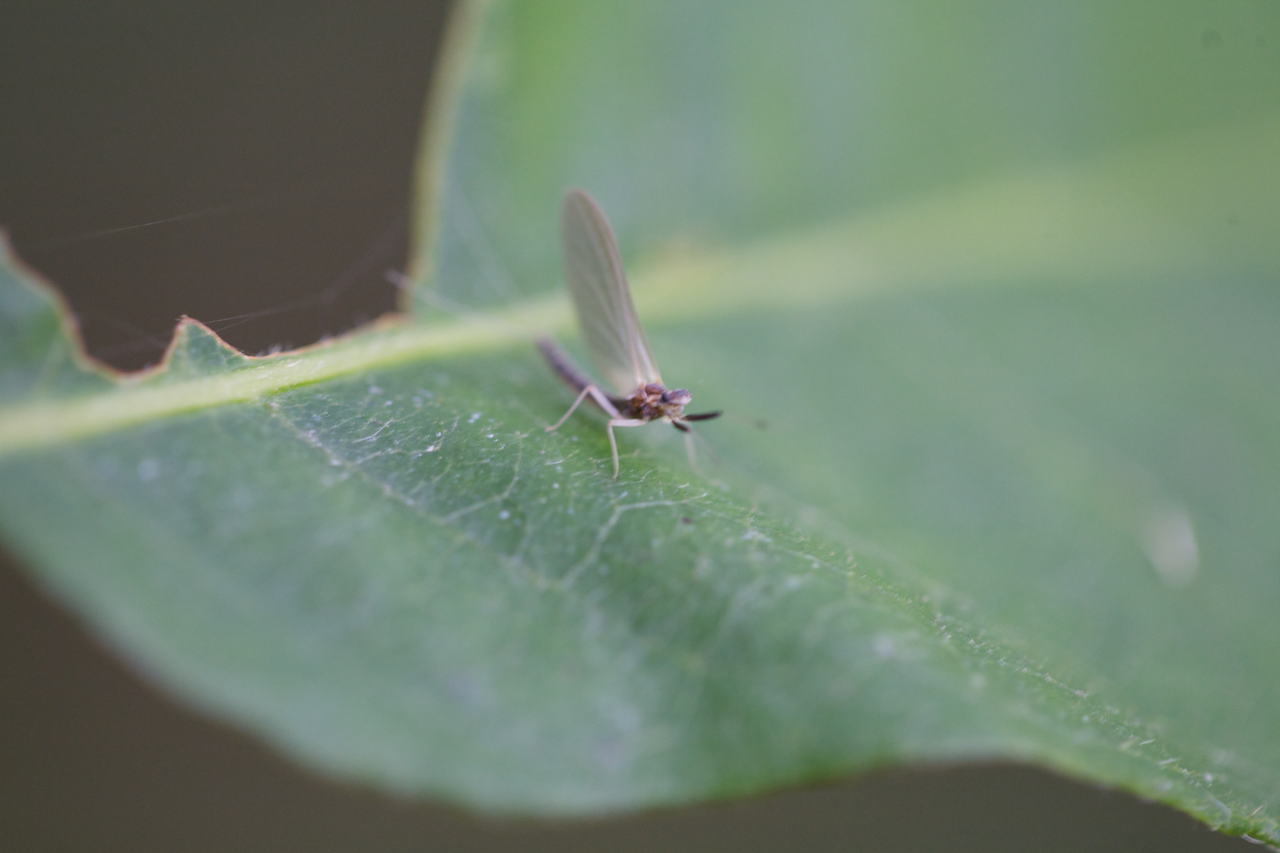 la-Gartempe-2012-07-08-à-18-58-31